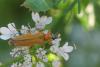 Oedemera podagrariae